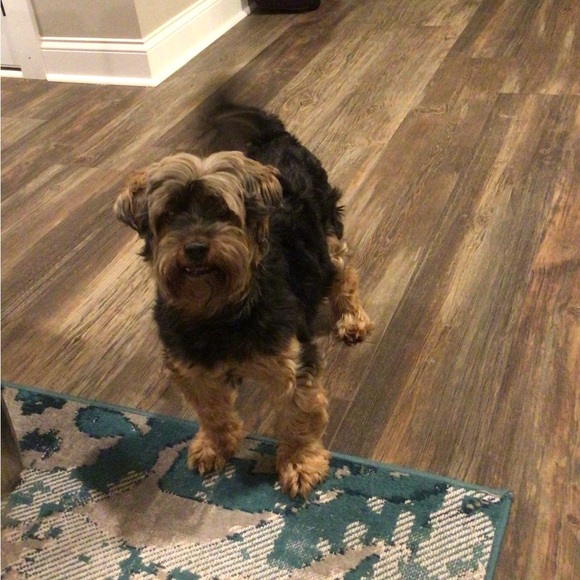 Meet your Posher, Leslie - Picture 3 of 3